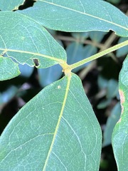 Archidendron lovelliae