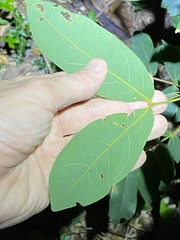 Archidendron lovelliae