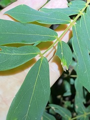 Archidendron lovelliae