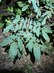 Archidendron lovelliae