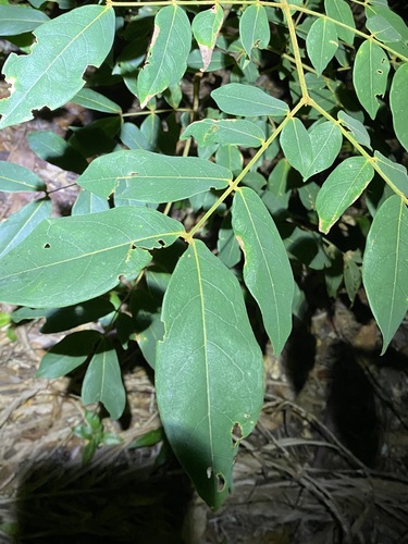 Image of Archidendron lovelliae by (c) Greg Tasney, some rights reserved (CC BY-SA)