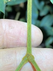 Archidendron lovelliae