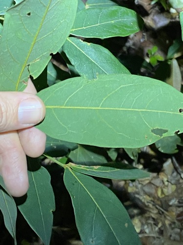 Image of Bacon Wood (Archidendron lovelliae) by (c) Greg Tasney, some rights reserved (CC BY-SA)