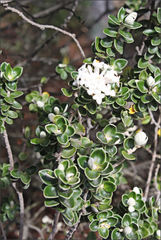 Pimelea nivea
