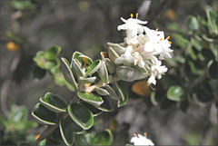 Pimelea nivea