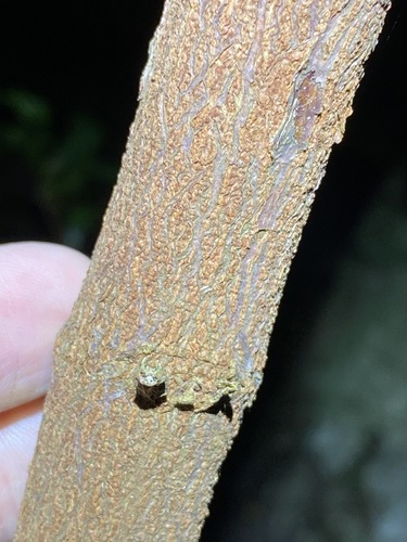 Image of Bacon Wood (Archidendron lovelliae) by (c) Greg Tasney, some rights reserved (CC BY-SA)