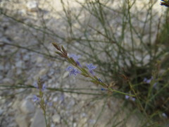 Lavandula coronopifolia
