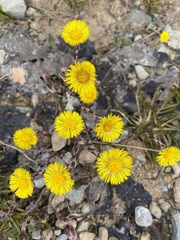 Tussilago