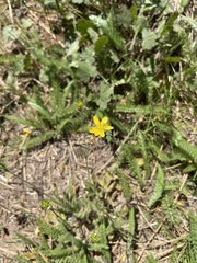 Ranunculus occidentalis occidentalis