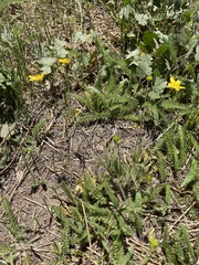 Ranunculus occidentalis occidentalis