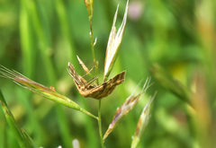 Emmiltis pygmaearia