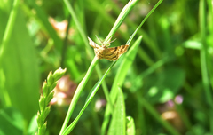 Emmiltis pygmaearia