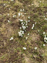 Crocus vernus