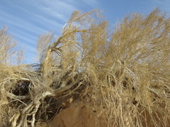 Haloxylon persicum