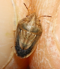 Neottiglossa bifida