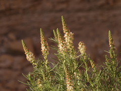 Reseda stenostachya