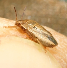 Neottiglossa bifida