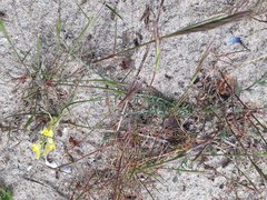 Linaria polygalifolia