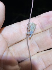 Leptopius nodicollis