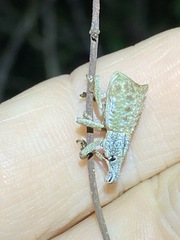 Leptopius nodicollis