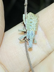 Leptopius nodicollis