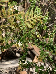 Leionema lamprophyllum