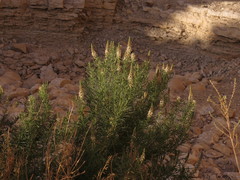 Reseda stenostachya