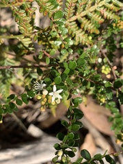 Leionema lamprophyllum