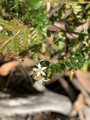 Leionema lamprophyllum