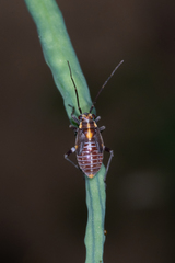 Capsodes