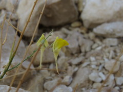 Nanorrhinum scoparium