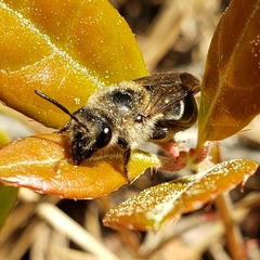 Colletes validus