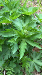 Astrantia major