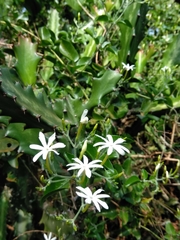 Jasminum fluminense