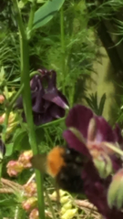 Bombus hypnorum