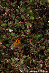 Lycaena salustius