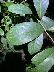 Coelospermum paniculatum
