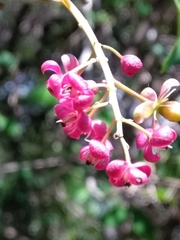 Trichostigma octandrum