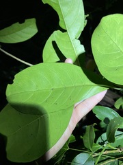 Coelospermum paniculatum