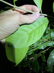 Coelospermum paniculatum