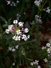 Asperula hirsuta