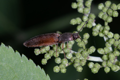 Athous haemorrhoidalis