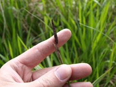 Carex pilosa