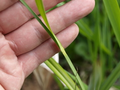Carex pilosa