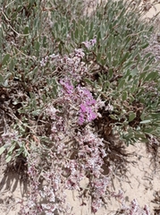 Limonium ramosissimum