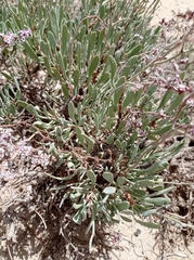 Limonium ramosissimum