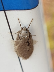 Semioscopis avellanella