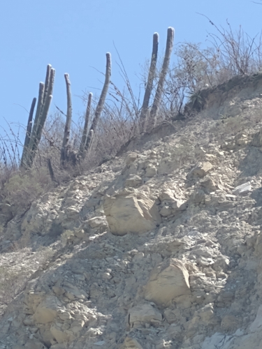 Cephalocereus senilis