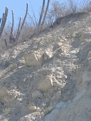 Cephalocereus senilis