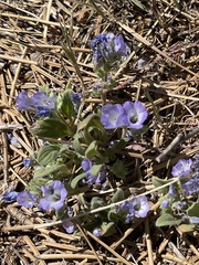 Phacelia curvipes